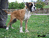 chester 4 meses