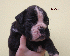 Urban, 3 weeks old
